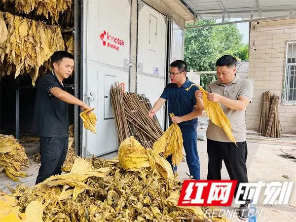 种植烤烟的利润_种植烤烟致富_致富种植烤烟怎么样