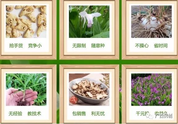 广西农村种植什么赚钱不愁销路_广西种植致富神器_在广西种植什么有前景