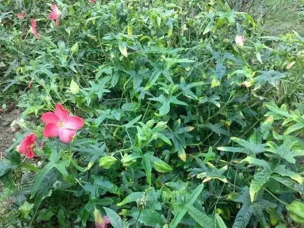施肥种植白术技术要点_白术施肥管理_白术种植施肥技术