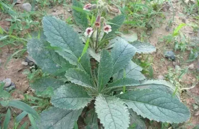 白术种植施肥技术_白术施肥管理_施肥种植白术技术要点