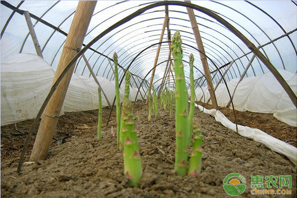平湖芦笋2次养母茎3次采笋高效种植技术详解-图片版权归惠农网所有