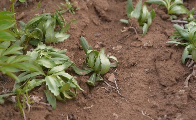 白术施肥管理_白术种植施肥技术_施肥种植白术技术要求