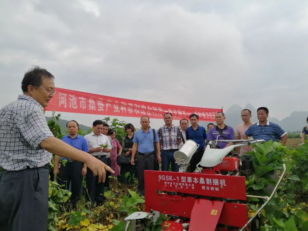 桑蚕养殖致富榜样_桑蚕养殖业_养桑蚕赚钱吗
