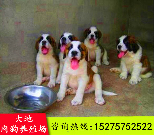 大量出售肉狗和土狗怎样分瓣