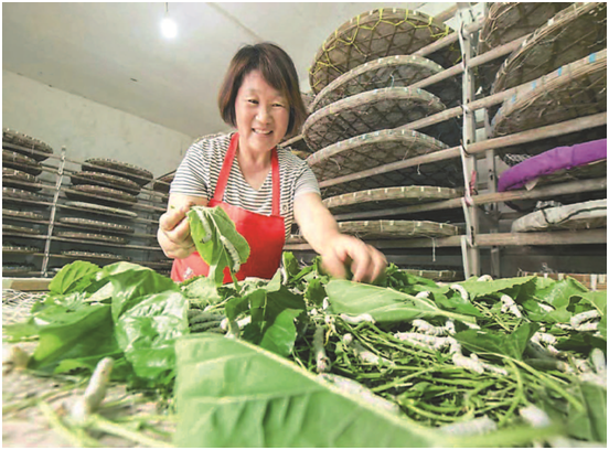 江苏省农业农村厅 蚕桑生产 百年蚕桑村，“破茧重生”迈入新丝路