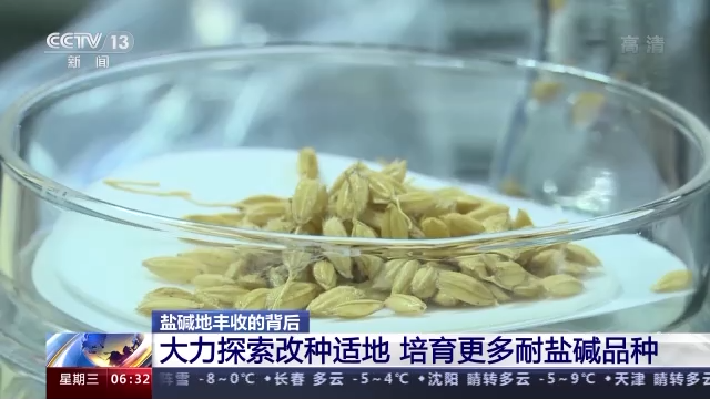 致富养殖盐碱项目介绍_盐碱养殖致富项目_盐碱地水产养殖