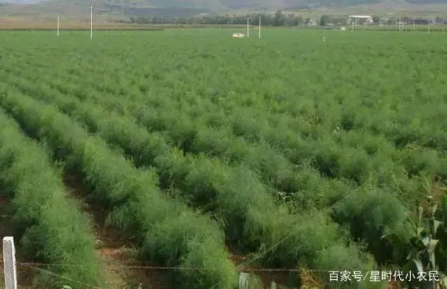 芦笋的种植的技术视频_芦笋种植技术视频高清_种植芦笋的视频