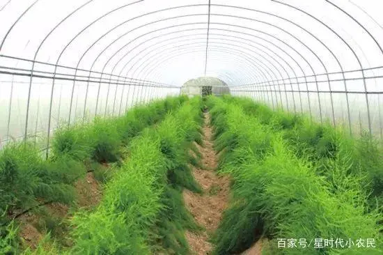 芦笋的种植的技术视频_芦笋种植技术视频高清_种植芦笋的视频