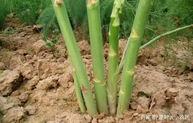 芦笋种植技术视频高清_种植芦笋的视频_芦笋的种植的技术视频