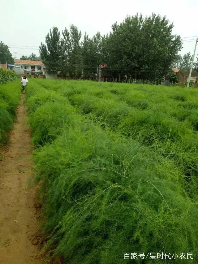 种植芦笋的视频_芦笋种植技术视频高清_芦笋的种植的技术视频