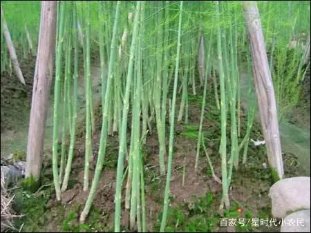 种植芦笋的视频_芦笋的种植的技术视频_芦笋种植技术视频高清