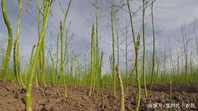 芦笋的种植的技术视频_芦笋种植技术视频高清_种植芦笋的视频