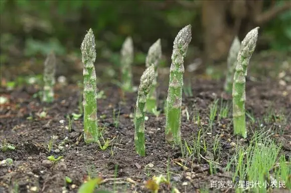 芦笋的种植的技术视频_芦笋种植技术视频高清_种植芦笋的视频