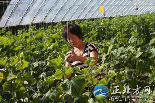 辛香8号辣椒种植银黑双色地膜