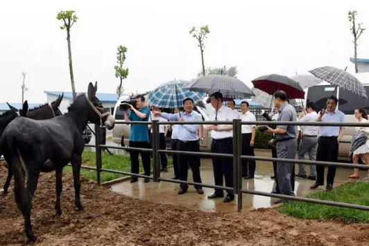 致富经罗氏虾养殖视频_罗氏虾的养殖成本多少_致富经水产养罗氏虾