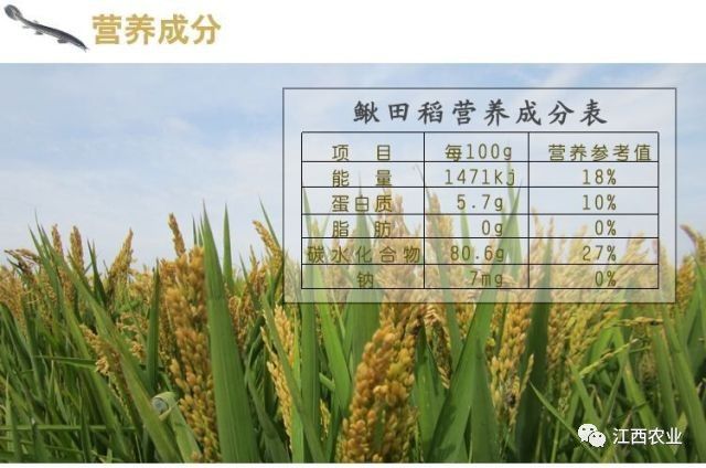 致富经泥鳅张斌华_致富经养泥鳅_致富经泥鳅养殖