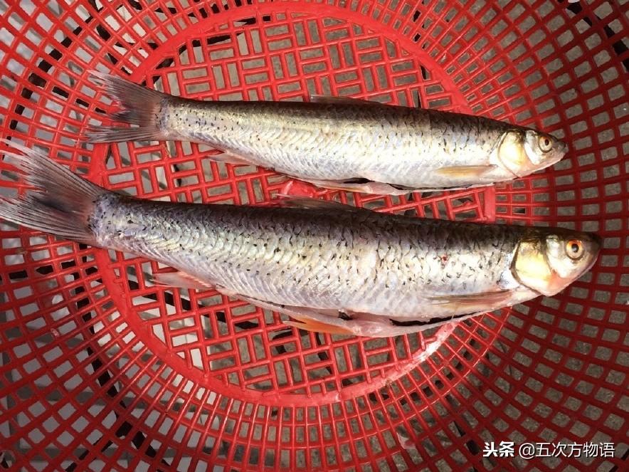 镜鲤网箱养殖技术_网箱养殖鲤鱼技术_网箱养鲤鱼用什么饲料