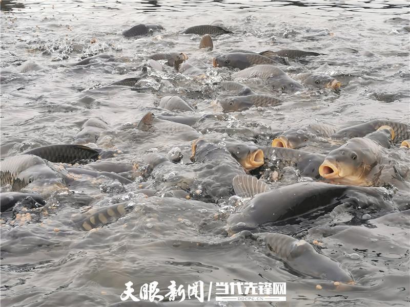 网箱养殖鲤鱼技术_网箱养殖鲤鱼鱼成本及利润_镜鲤网箱养殖技术