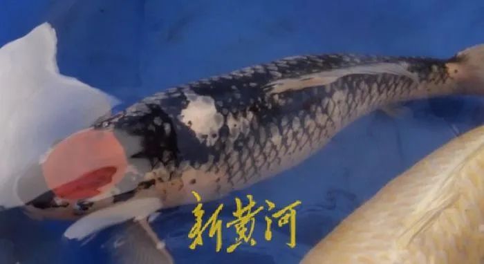 北方养殖鱼致富_北方养殖什么鱼利润高_北方养殖什么鱼挣钱
