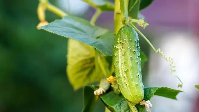 黄瓜嫁接种植技术_黄瓜种植嫁接技术与管理_黄瓜种植嫁接技术视频