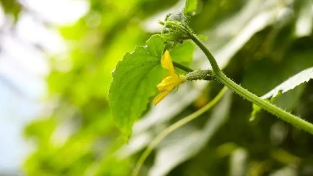 黄瓜嫁接种植技术_黄瓜种植嫁接技术视频_黄瓜种植嫁接技术与管理