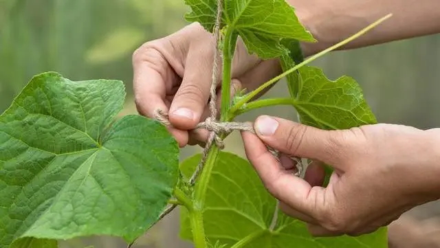黄瓜种植嫁接技术视频_黄瓜种植嫁接技术与管理_黄瓜嫁接种植技术