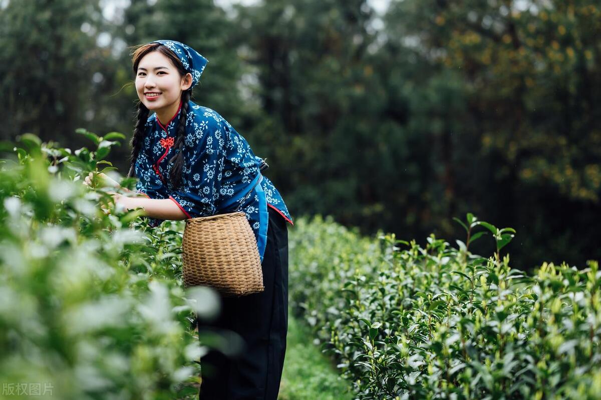 山西农村种植什么比较赚钱_致富经山西农村种植业_山西农作物种植