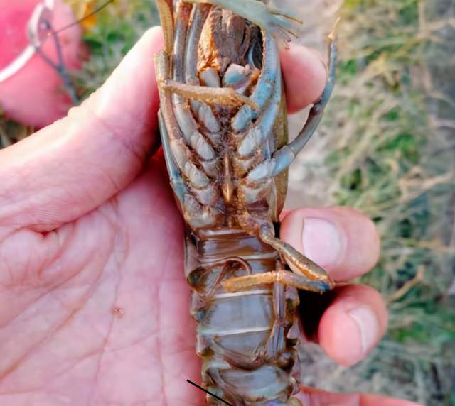 致富经养殖澳洲小龙虾_致富经澳洲龙虾养殖全部视频_澳洲龙虾养殖投资多少