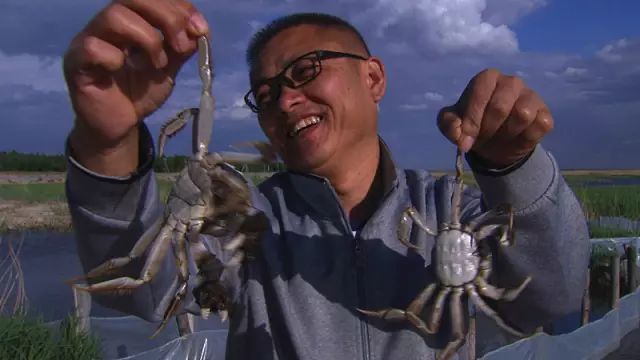 致富经种植姜_致富经种姜_姜厚杰致富经