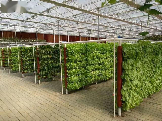 全球最受欢迎的十大温室大棚种植蔬菜品种是哪些