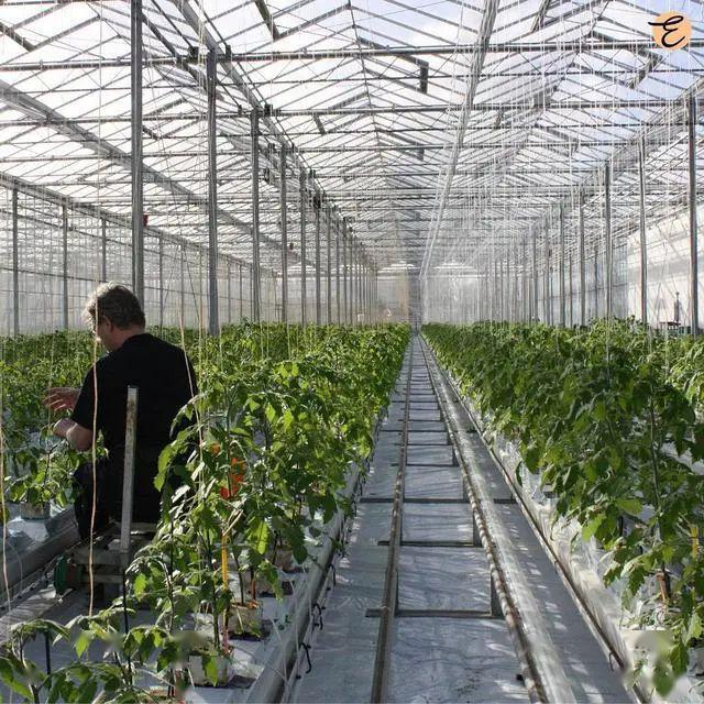 大棚种植茄子技术_茄子大棚种植技术要点_大棚茄子种植管理技术视频