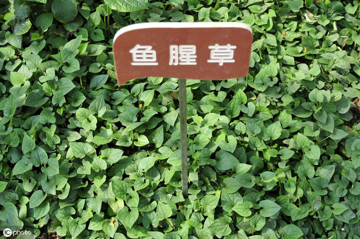 折耳根种植技术和利润_大面积折耳根种植技术视频_种植折耳根的方法