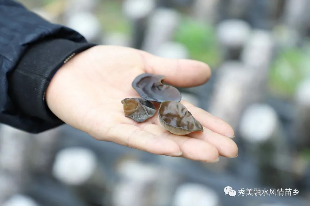 高山养殖致富项目_高山养殖场_高山地区养殖什么最赚钱