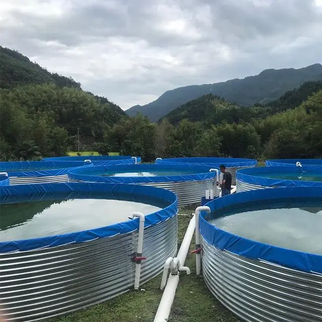 帆布池养虾视频_致富虾养帆布鱼池怎么养_致富经帆布鱼池养虾