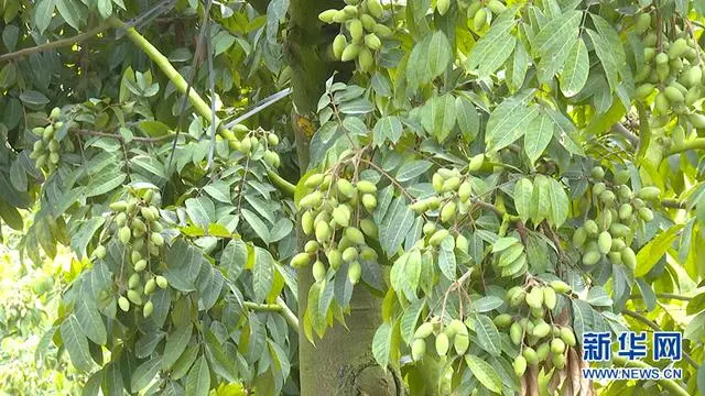 农业种植致富果_农民种植致富_农业种植致富网