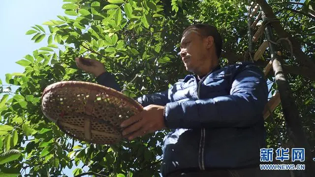 农业种植致富网_农民种植致富_农业种植致富果