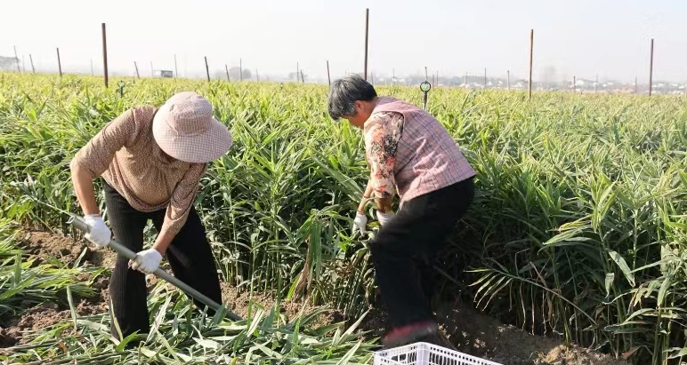 致富种植姜菜视频_菜姜种植致富_种植菜姜技术