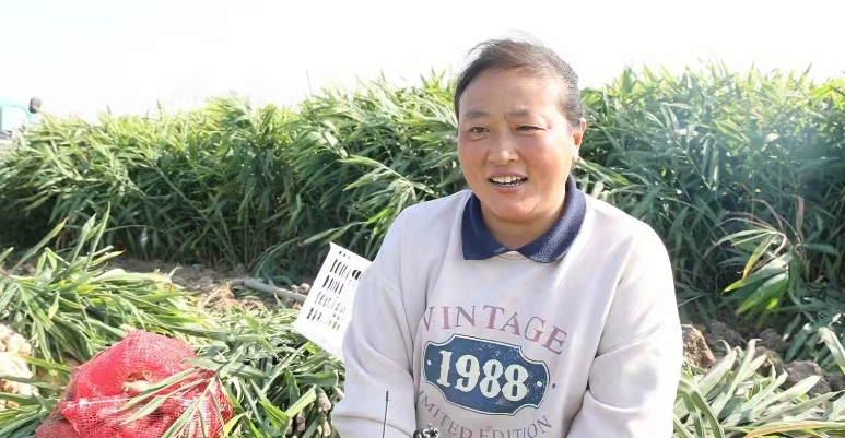菜姜种植致富_致富种植姜菜视频_种植菜姜技术