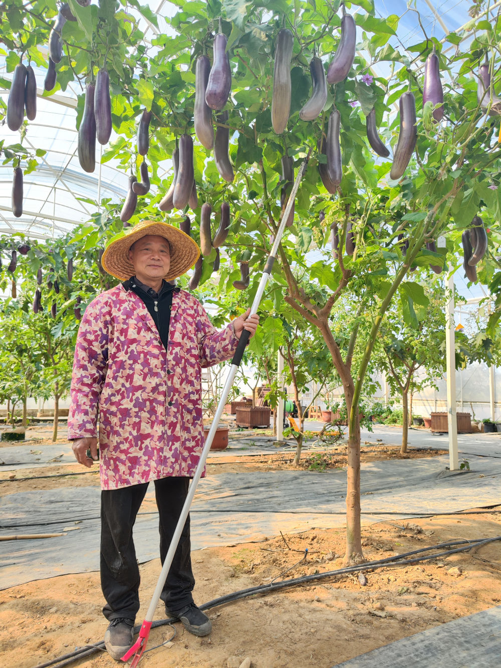 大棚茄子种植管理技术视频_大棚种植茄子技术_茄子大棚种植技术与管理
