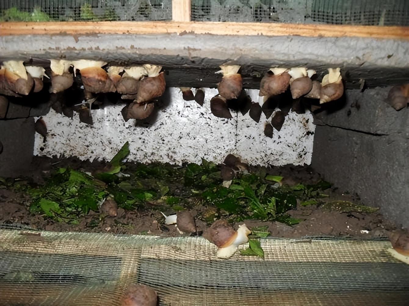 致富蜗牛养殖模式怎么样_蜗牛养殖致富模式_致富蜗牛养殖模式是什么