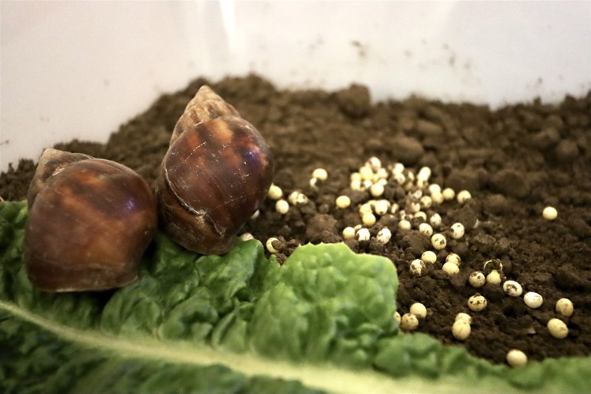 蜗牛养殖致富模式_致富蜗牛养殖模式是什么_致富蜗牛养殖模式怎么样