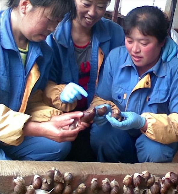 蜗牛养殖致富模式_致富蜗牛养殖模式怎么样_致富蜗牛养殖模式是什么