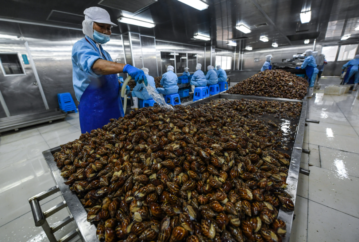 致富蜗牛养殖模式怎么样_蜗牛养殖致富模式_致富蜗牛养殖模式是什么