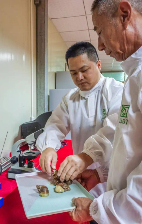 致富蜗牛养殖模式怎么样_蜗牛养殖致富模式_致富蜗牛养殖模式是什么