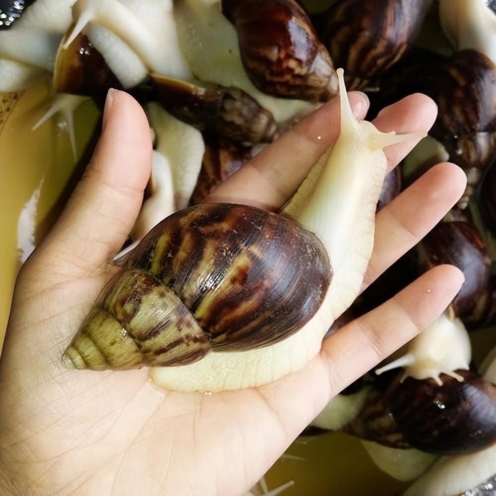 致富蜗牛养殖模式是什么_致富蜗牛养殖模式怎么样_蜗牛养殖致富模式