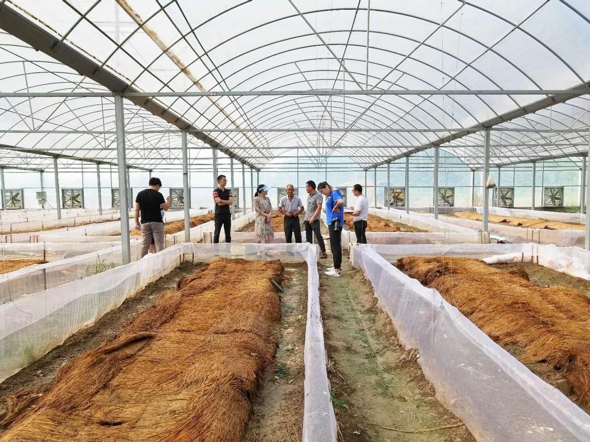 致富蜗牛养殖模式是什么_致富蜗牛养殖模式怎么样_蜗牛养殖致富模式