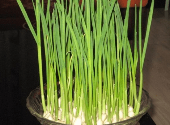 种植蒜薹技术视频_种植蒜薹技术与管理_蒜薹种植技术