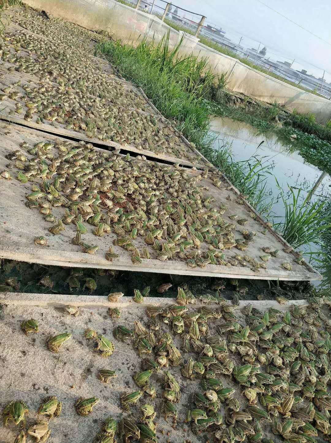 青蛙养殖致富吗_青蛙养殖致富吗_青蛙养殖致富吗