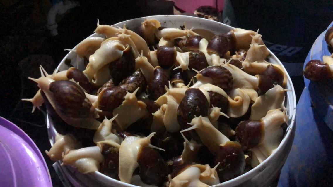致富经蜗牛养殖_蜗牛养殖致富模式_致富经蜗牛