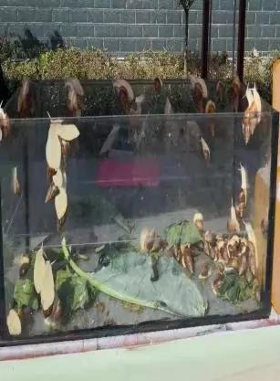 致富经蜗牛_蜗牛养殖致富模式_致富经蜗牛养殖